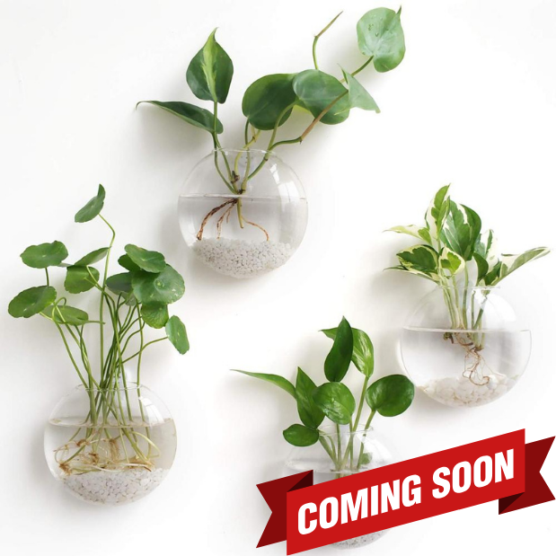 Eco-Friendly Wall-Mounted Glass Planter